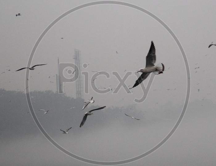 A flock of seagulls fly over the Yamuna river on a smoggy morning in New Delhi, November 9, 2020.