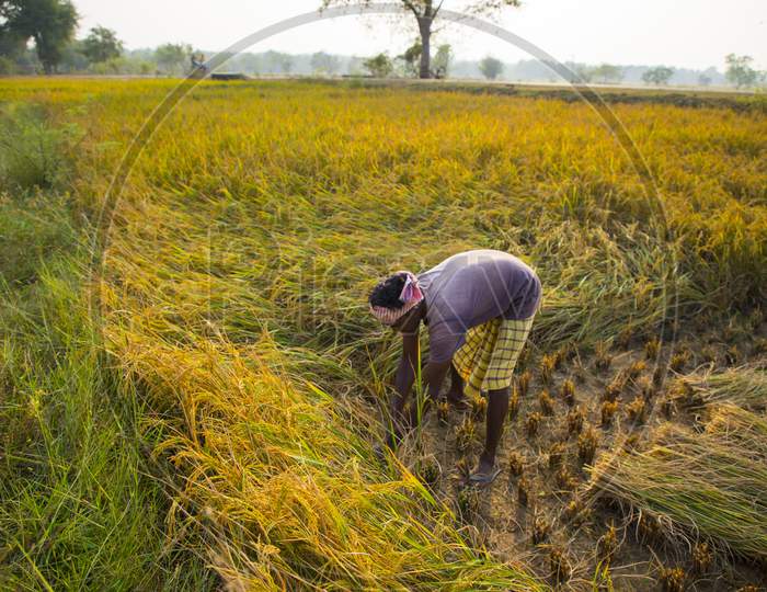 Harvesting in Jharkhand