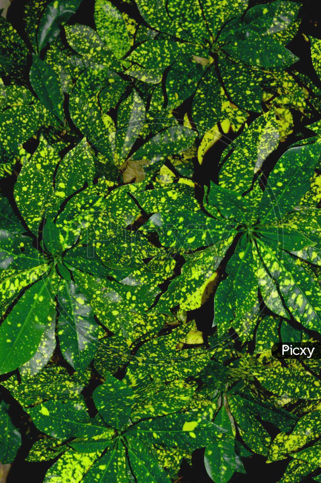 Different Types of Croton Plants, BEAUTIFUL CORTONT PLANTS