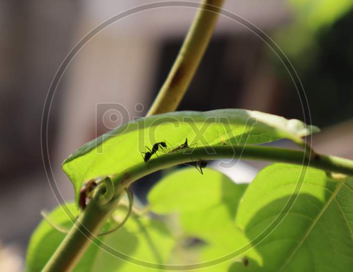 Ant on plant