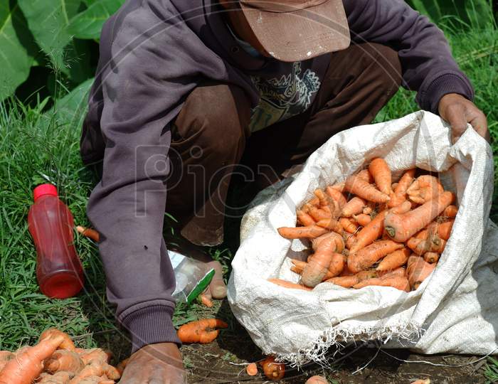 Farmers Harvest Carrots In The Fields