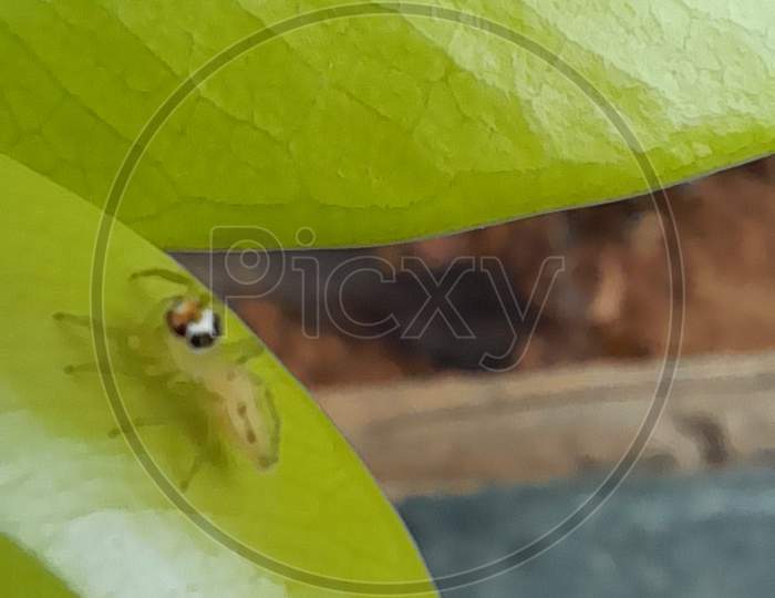 Spider on a leaf