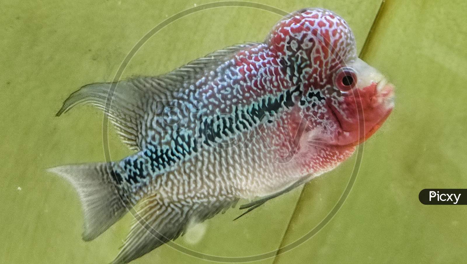 magma flowerhorn fish