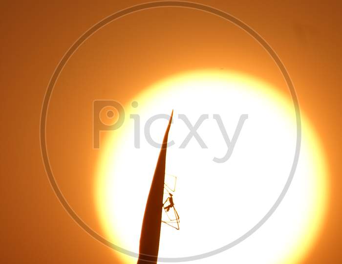 silhouette of spider