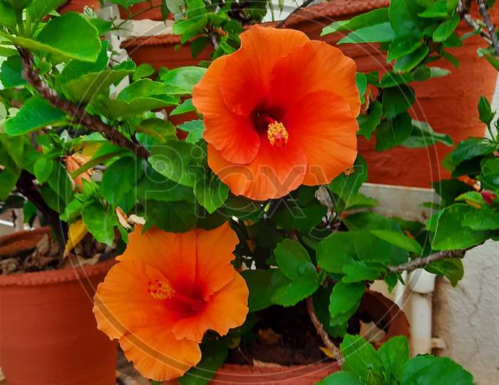 Hibiscus flower orange