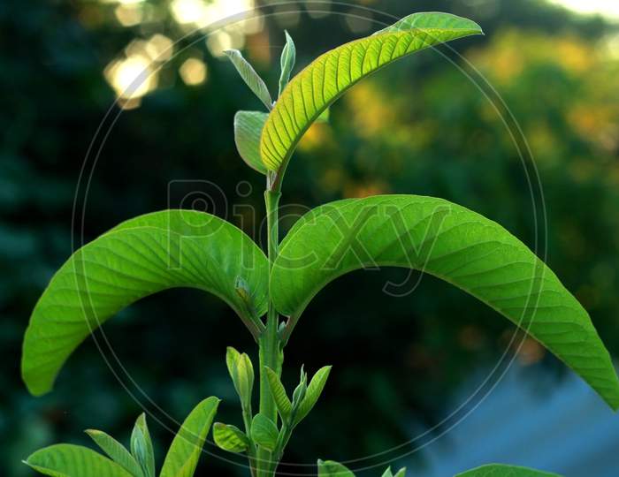 guave leaf in blur background,
