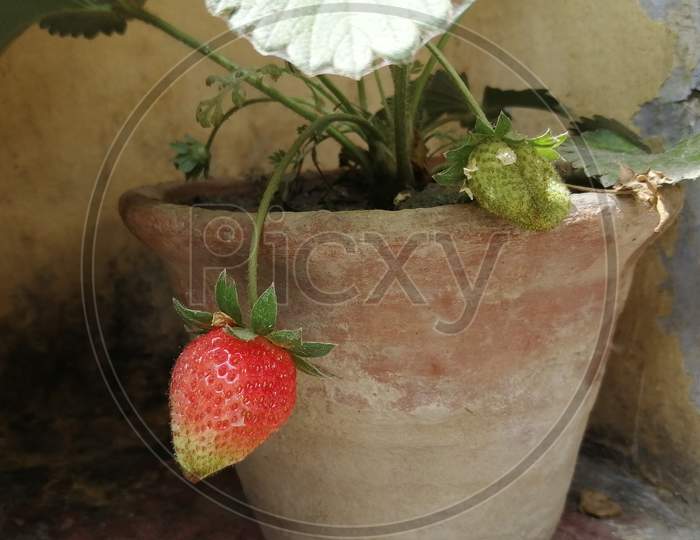 Strawberry Plant In Pot