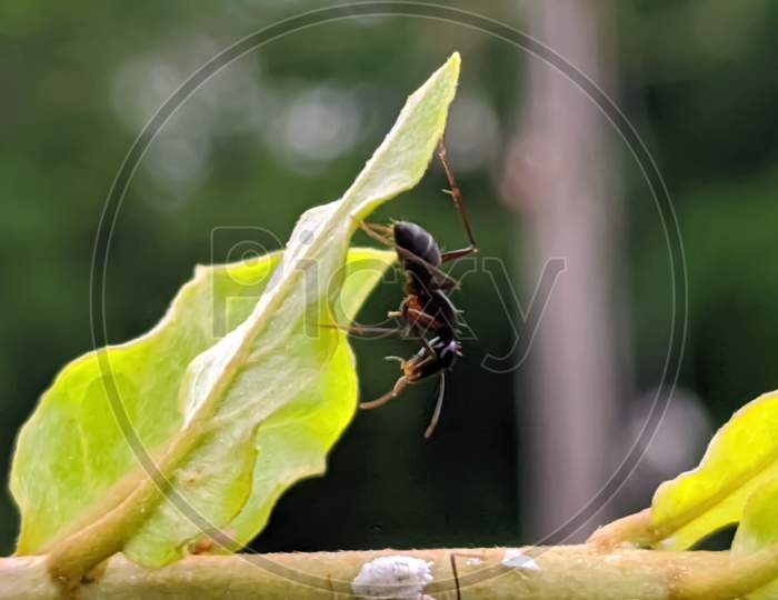 ant's on leaf ants garden