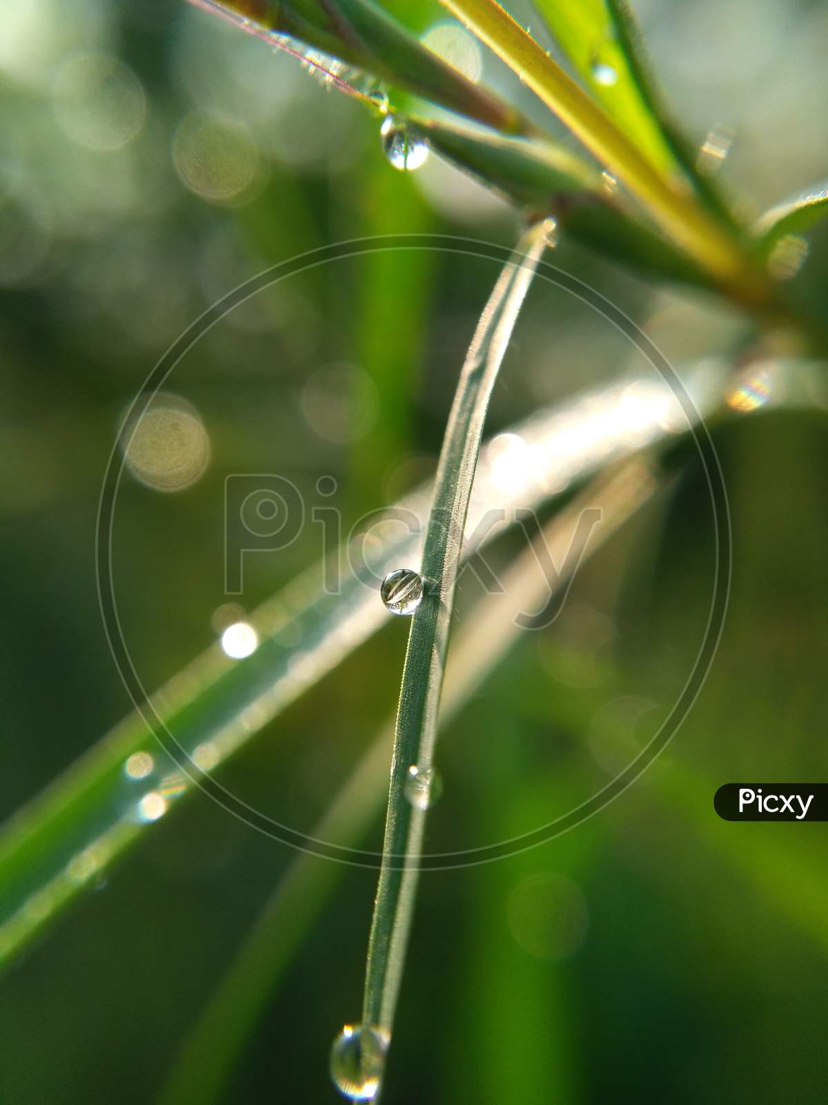 Water droplet on grass in the Morning