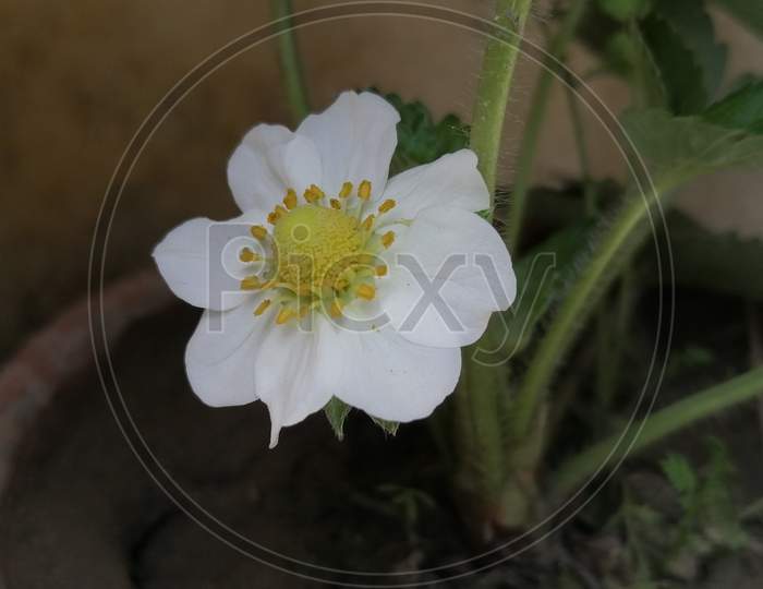 Strawberry White Flower