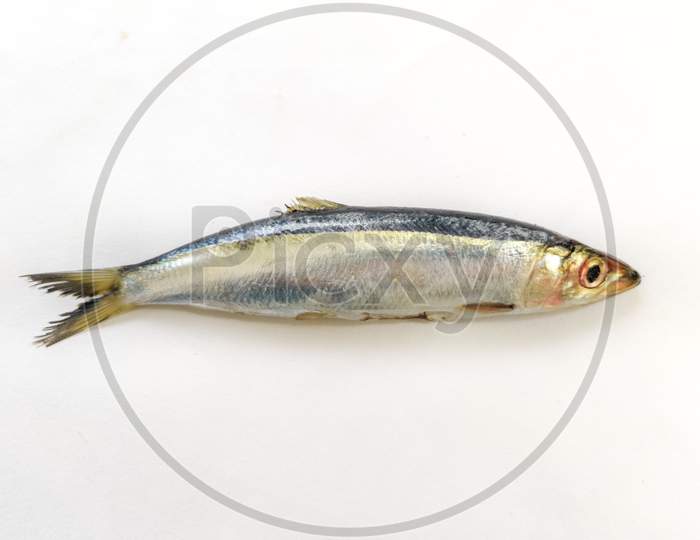 Image of Closeup View Of Slender Rainbow Sardines Isolated On White ...