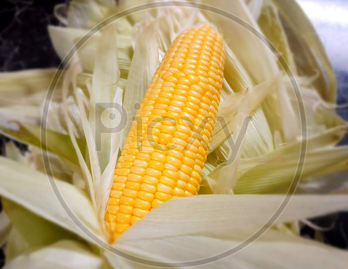 American sweet corn