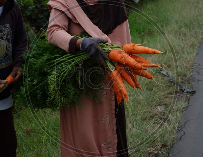 Farmers Harvest Carrots In The Fields