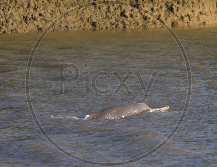 A  river dolphin surfaces in the Brahmaputra river at Kashokhila village in Morigaon district, some 50 kms from Guwahati, the capital city of India's northeastern state of Assam on Nov 8,2020.