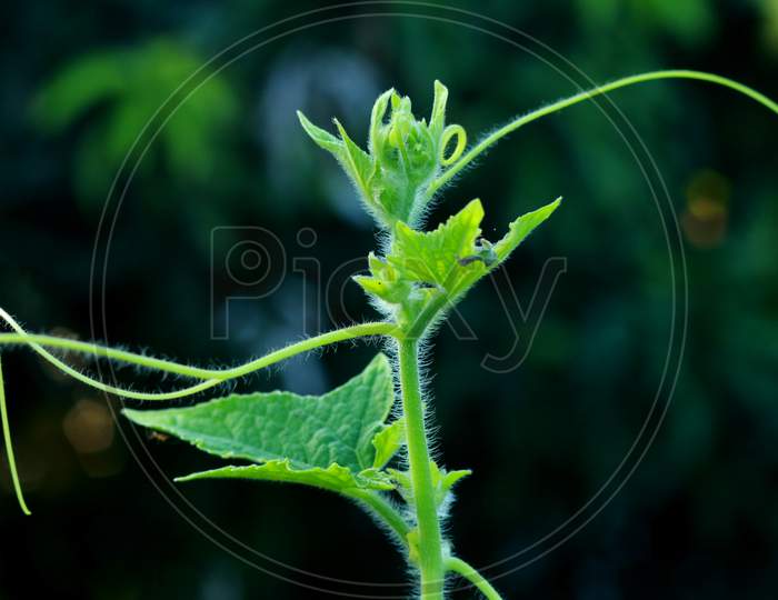 Blur ground background with young green plant leaves shallow depth of field under natural sunlight and dark environment in garden outdoor for peaceful mood backdrop or background