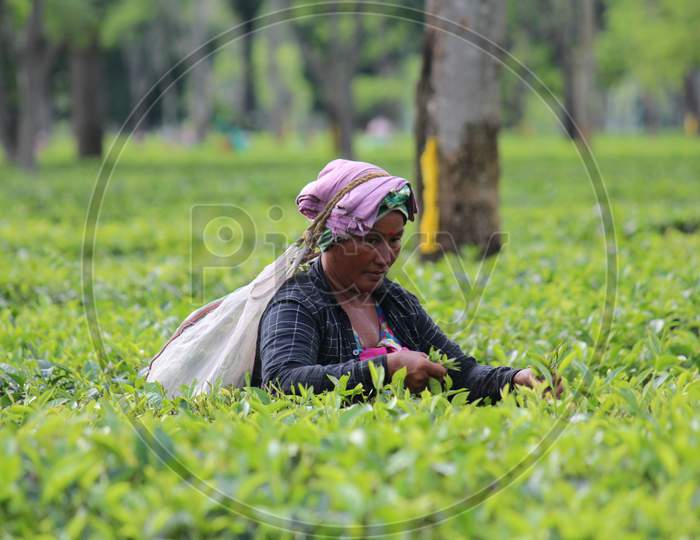 Assam Tea estate