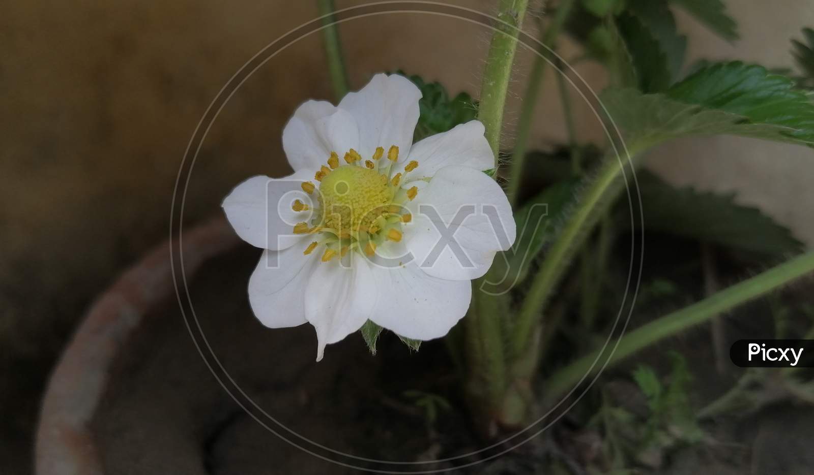 Strawberry White Flower