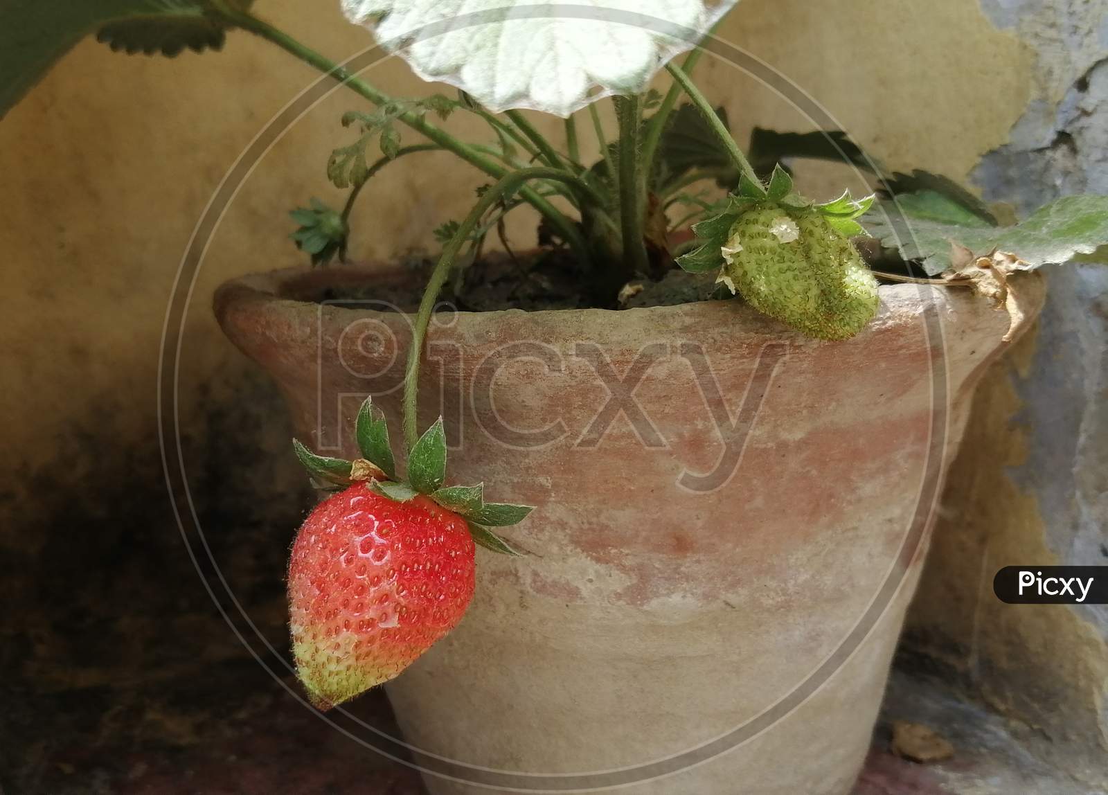 Strawberry Plant In Pot