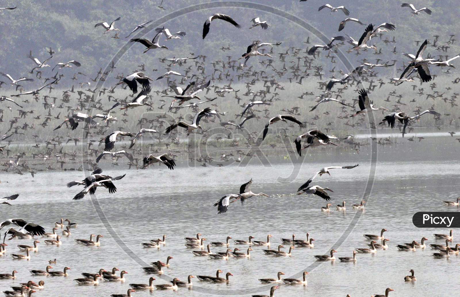 Migratory bird spotted at Pobitora Wildlife Sanctuary, in Morigaon district, northeastern state of Assam on Nov 7,2020.