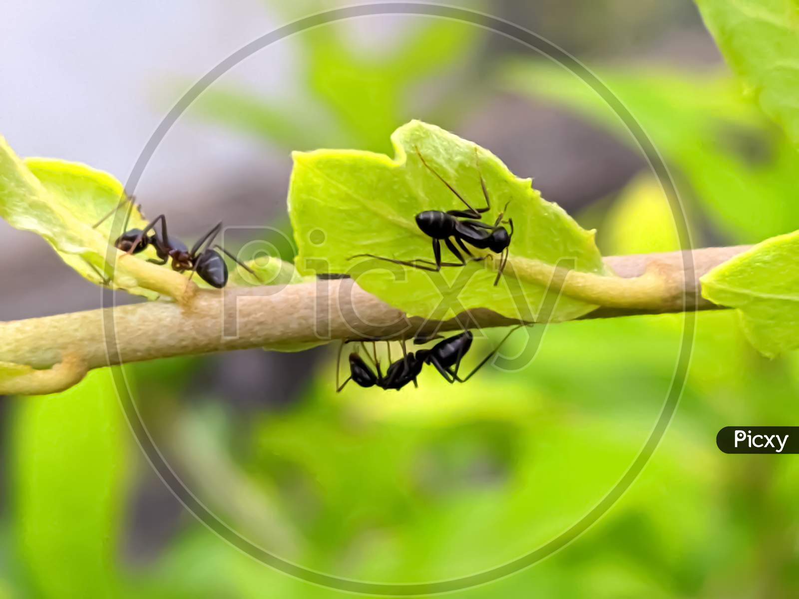 ant garden ant's on leaf
