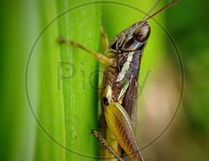 Extreme details of a grasshopper sitting on a grass with satisfaction