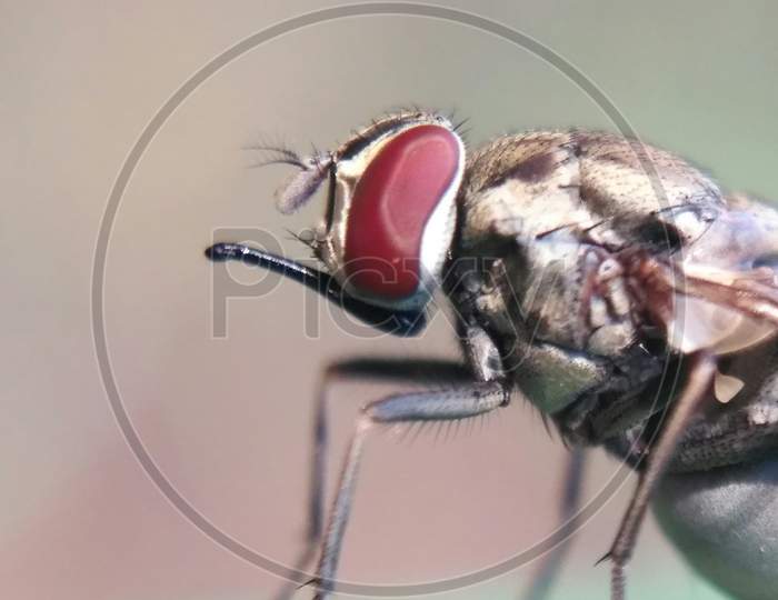 Extreme details of an housefly sitting on  a leaf.