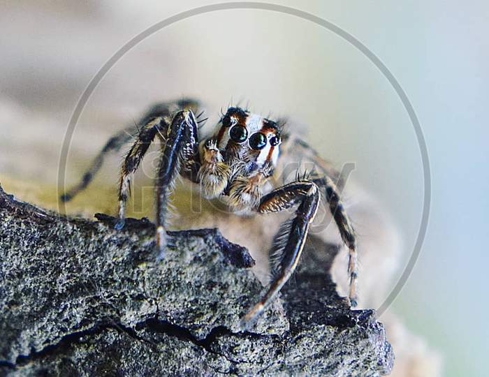 Plexippus paykulli Spider