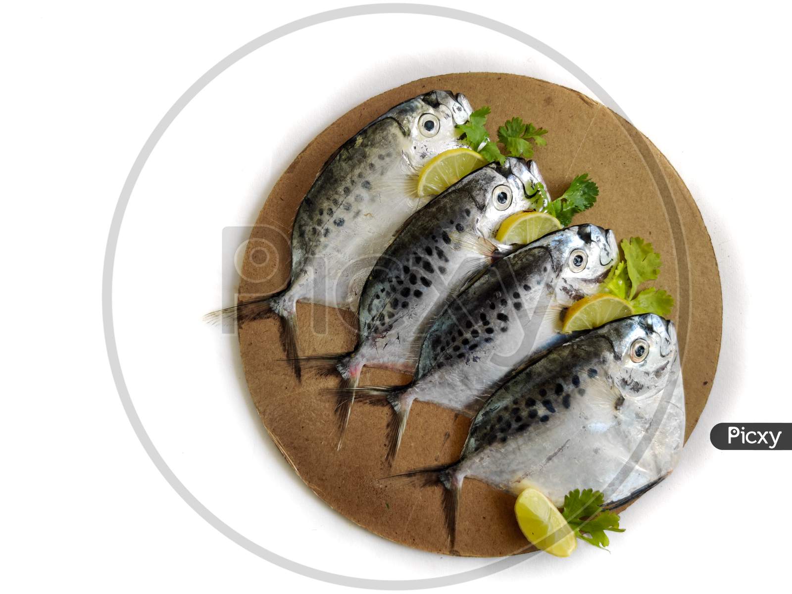 Fresh Razor Moonfish/Razor Trevally Fish, Decorated With Herbs And Lemon Slice On A Wooden Pad