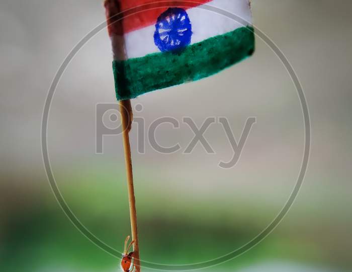 Ant holding Indian Flag with its mouth on independence day.