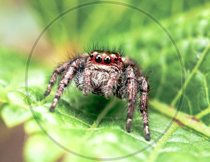 Garden spider with amazing details