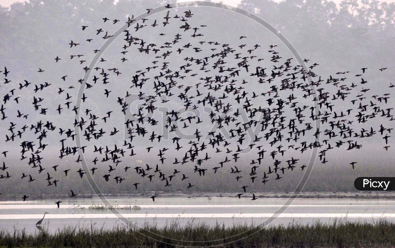 Migratory bird spotted at Pobitora Wildlife Sanctuary, in Morigaon district, northeastern state of Assam on Nov 7,2020.