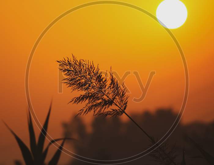Sunrise in the field of the grass stem