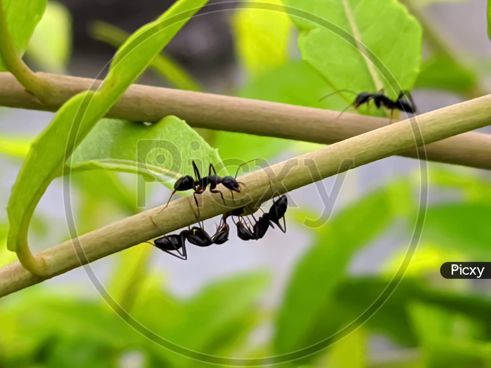 ant's garden ant's on leaf