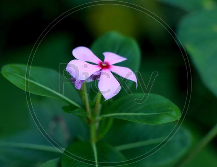 little pink color flower in blur background