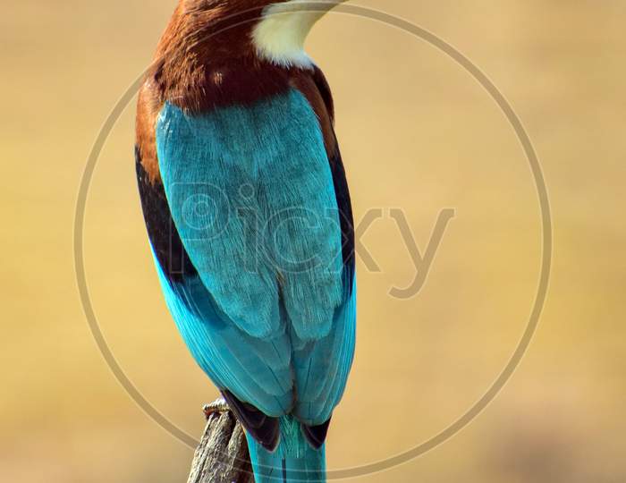 White-Throated Kingfisher sitting on a a branch