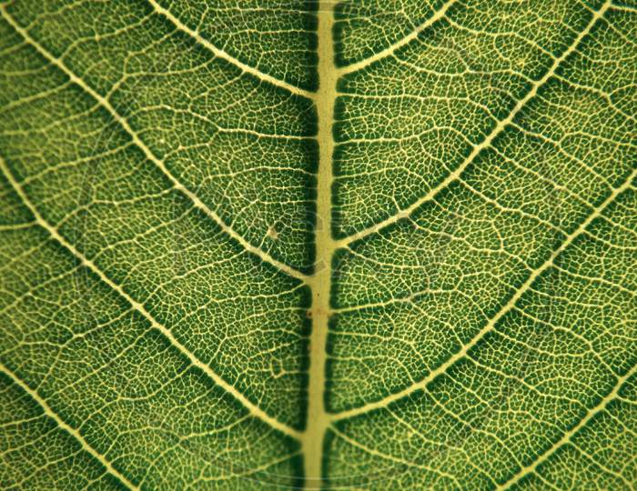 Amazing details of leaves with great texture