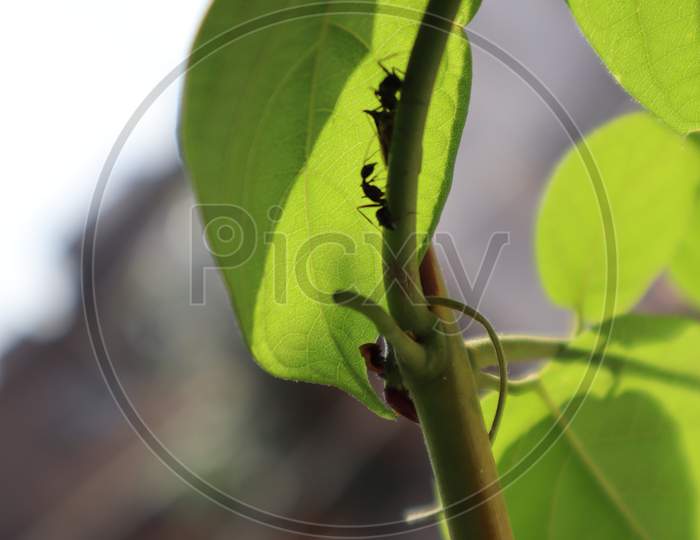Ant in plant