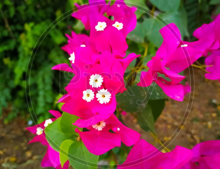 Beautiful magenta Bougainvillea flowers