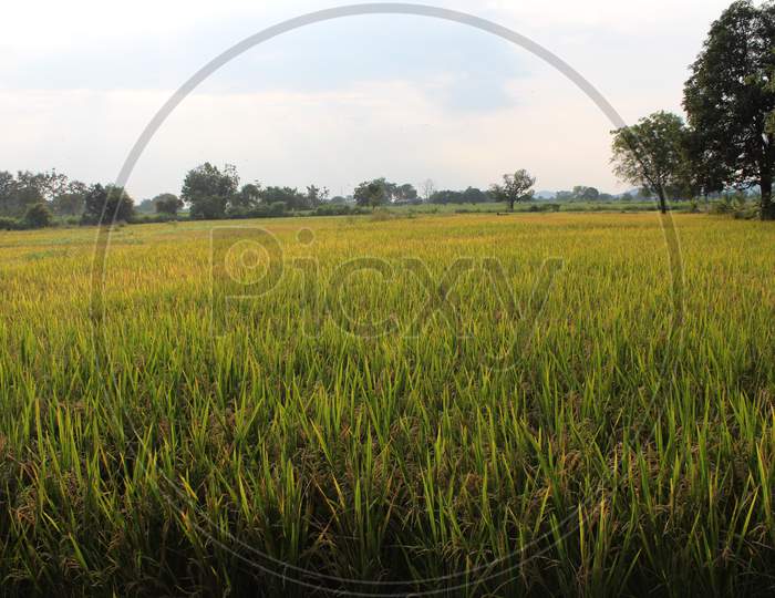 Rice crop field in the developing state after 60 days of plantation.