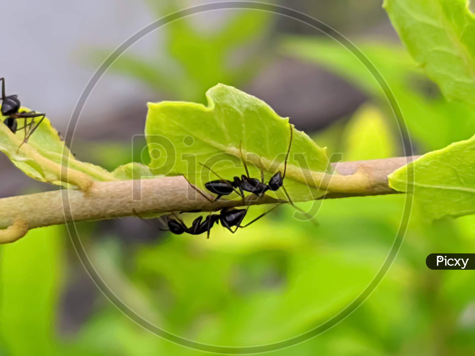 ant garden ant's on leaf