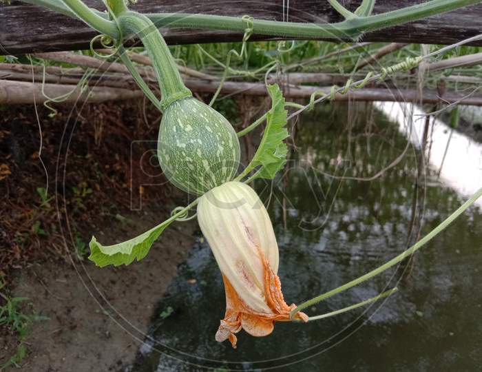 Small Green Colored Raw Pumpkin With Flower