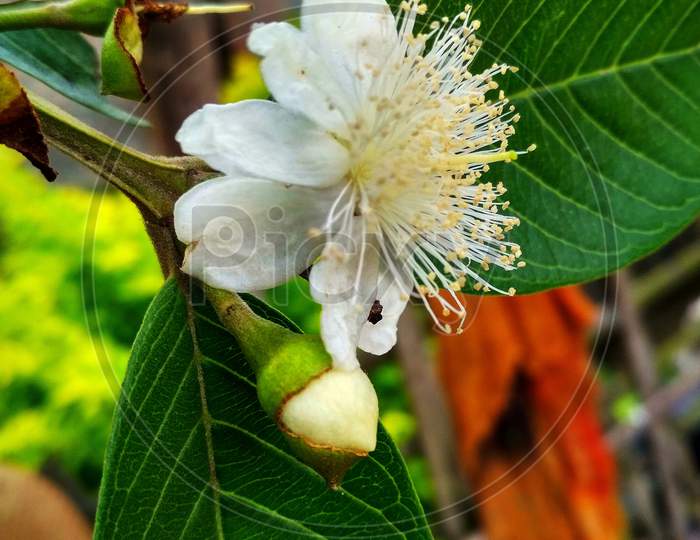 Guava flower
