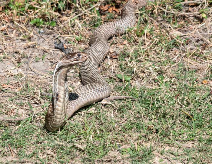 An Indian cobra (Naja naja), coming out from the jungle during the day