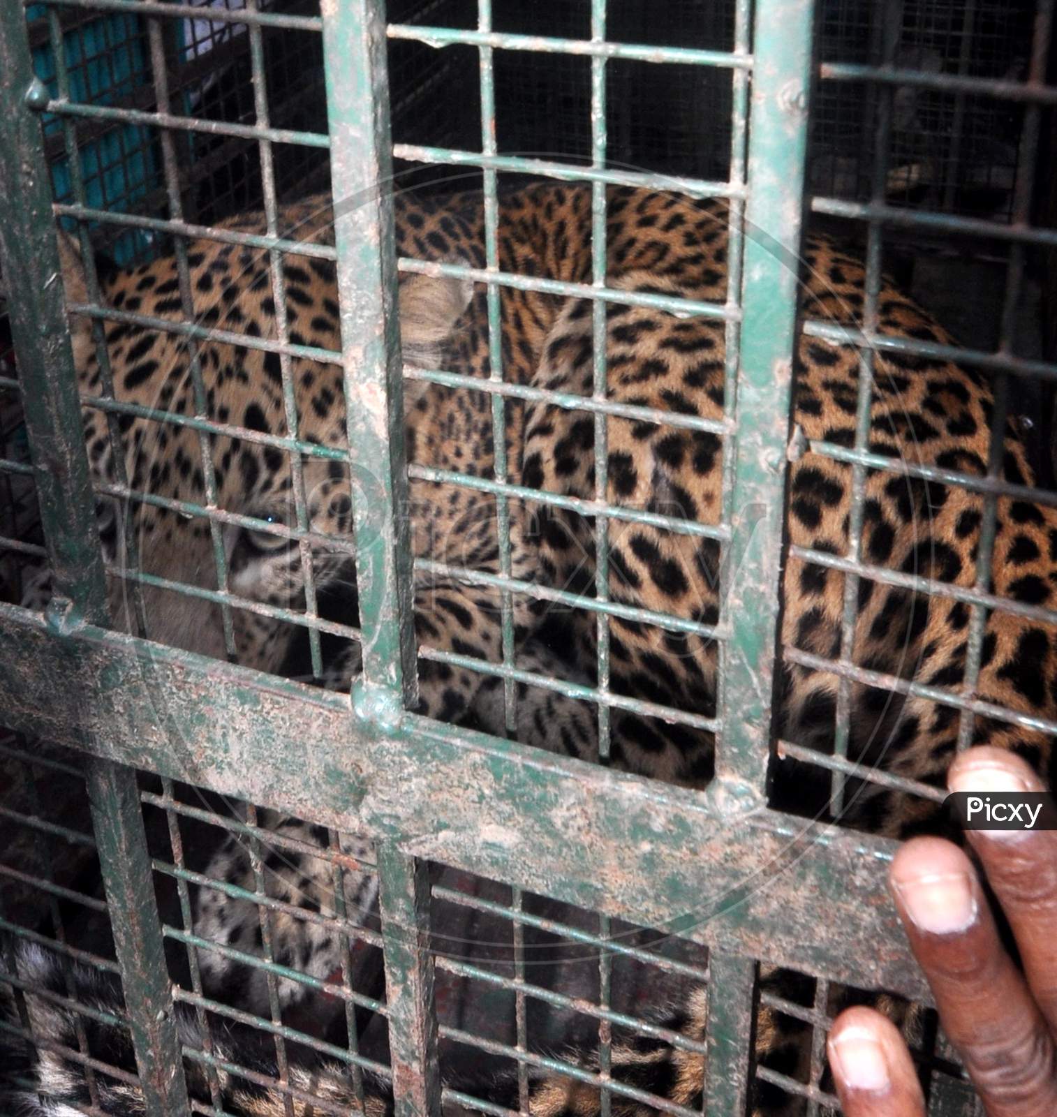 A leopard in a cage after it was rescued by the forest department at an a Girl’s hostel in a residential area in Guwahati on noov 30,2020