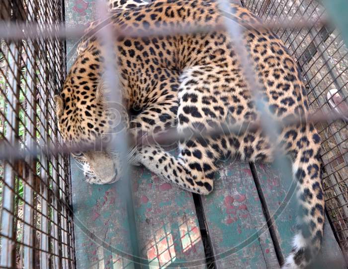 A leopard in a cage after it was rescued by the forest department at an a Girl’s hostel in a residential area in Guwahati on noov 30,2020