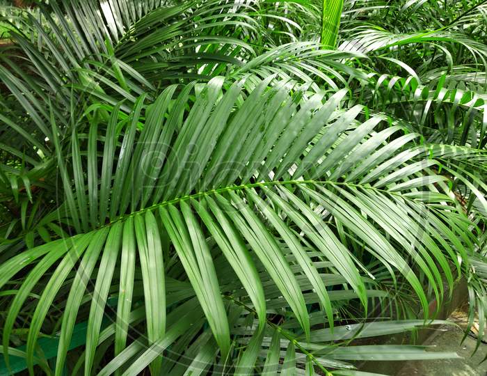Indoor Palm Leaves  And Areaca Palm Plants