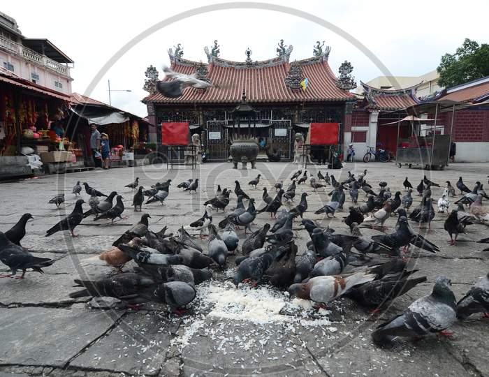 Pigeons Feeding By Local In Front Of Goddess Of Mercy Temple