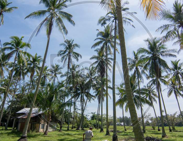 A Man Remove The Leave Of Coconut Drop In Coconut Plantation
