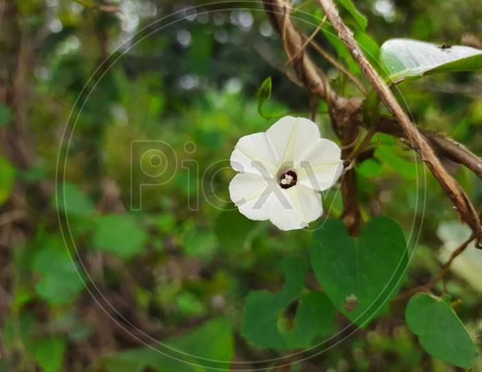Indian Wild Ipomoea Obscura, obscure morning glory small white flower in a nature background