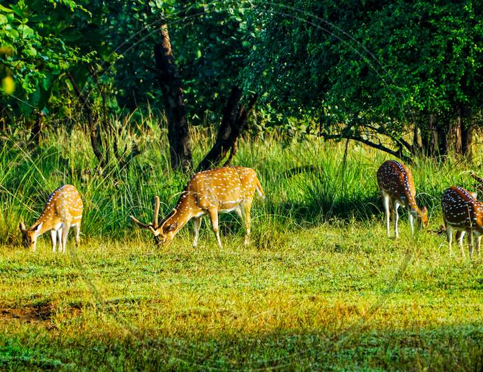 Group of spotted deers